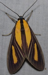 Xanthoarctia pseudameoides