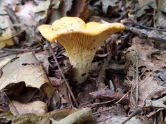 Cantharellus phasmatis