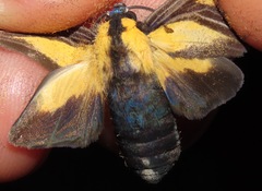 Xanthoarctia pseudameoides