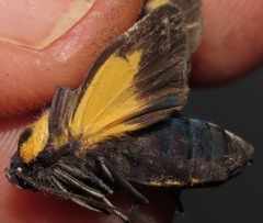 Xanthoarctia pseudameoides