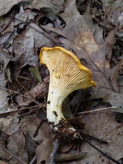 Cantharellus phasmatis