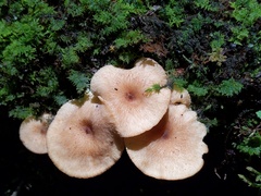 Lactarius griseus