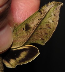 Xylophanes cosmius