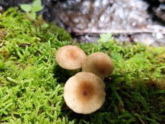 Lactarius griseus