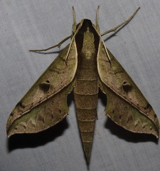 Xylophanes cosmius