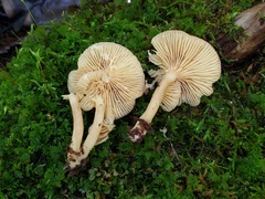 Lactarius griseus