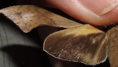 Xylophanes hannemanni