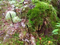 Geoglossum difforme