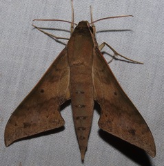 Xylophanes hannemanni