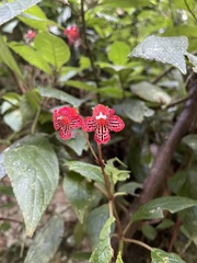 Kohleria inaequalis ocellata