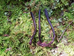 Geoglossum difforme
