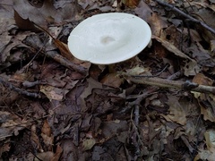 Melanoleuca alboflavida