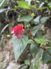 Kohleria inaequalis ocellata