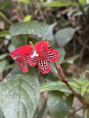 Kohleria inaequalis ocellata