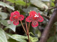 Kohleria inaequalis ocellata