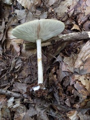 Melanoleuca alboflavida