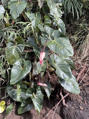 Araceae
