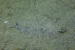 Arnoglossus laterna