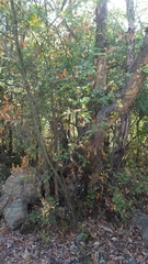 Nothofagus glauca