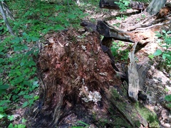 Clitocybula abundans