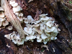 Clitocybula abundans