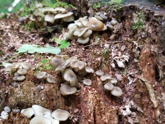 Clitocybula abundans