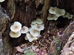 Clitocybula abundans