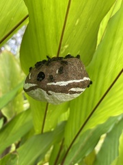 Brachygastra scutellaris