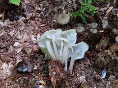 Clitocybula abundans