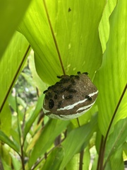 Brachygastra scutellaris