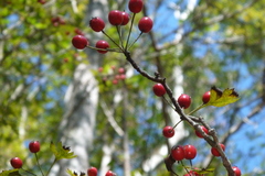 Crataegus marshallii