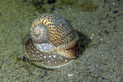 Naticarius stercusmuscarum