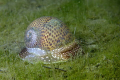 Naticarius stercusmuscarum