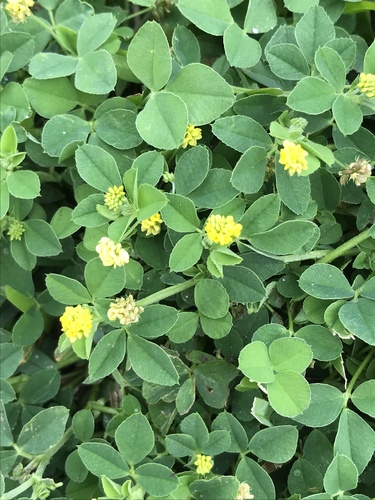 Medicago lupulina image