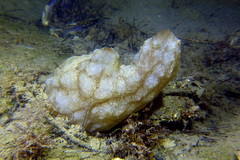 Phallusia mammillata