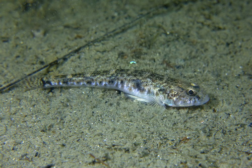 Sand Goby, photo 9 of 9