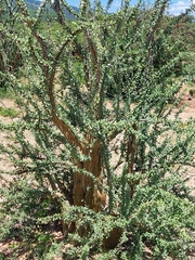 Sesamothamnus lugardii