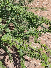 Sesamothamnus lugardii