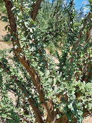 Sesamothamnus lugardii