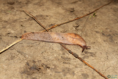 Tandonia kusceri