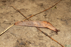 Tandonia kusceri
