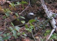 Scytalopus magellanicus