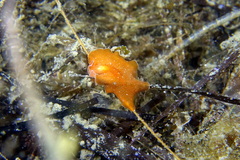 Yungia aurantiaca