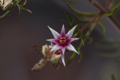 Boronia lanuginosa