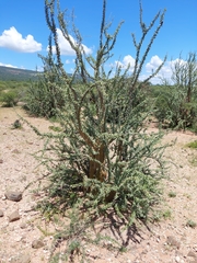 Sesamothamnus lugardii