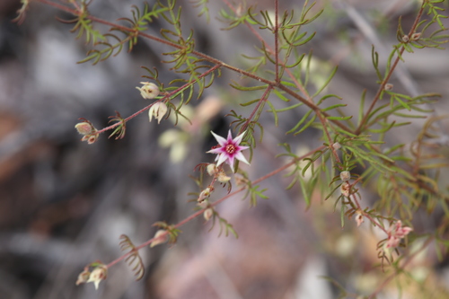 Image of Boronia lanuginosa by (c) Hugo Innes, some rights reserved (CC BY)