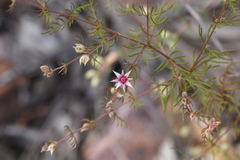 Boronia lanuginosa