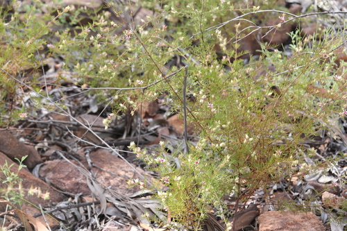 Image of Boronia lanuginosa by (c) Hugo Innes, some rights reserved (CC BY)