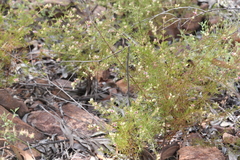 Boronia lanuginosa