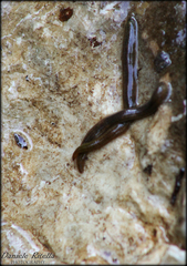 Erpobdellidae